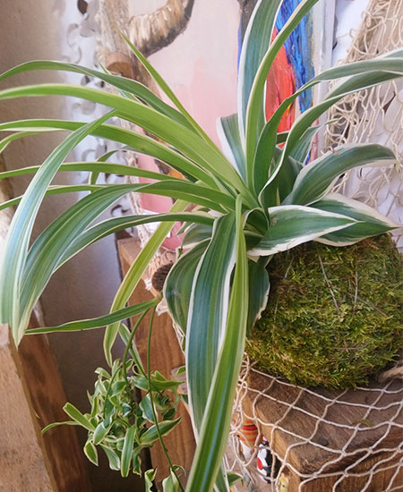 Kodemana tendance avec plante Chlorophytum